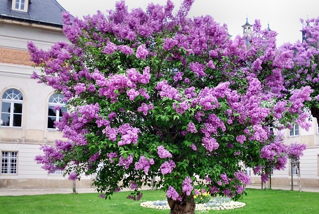 How to propagate Common Lilac (Syringa vulgaris) 4