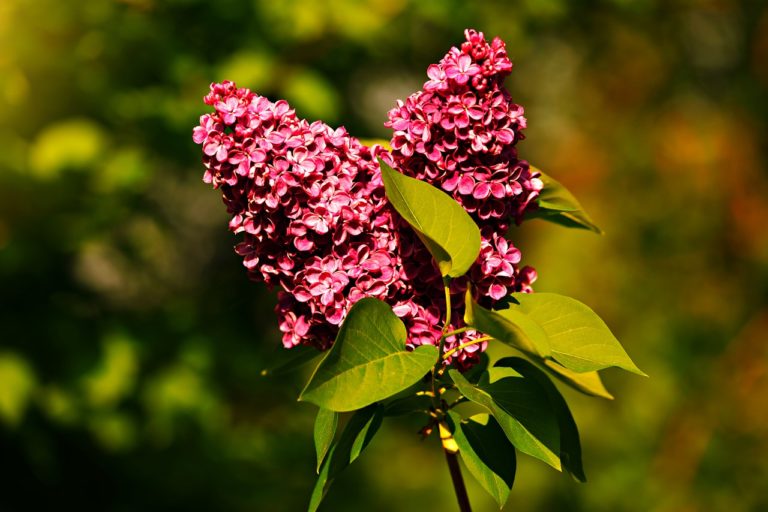 How to propagate Common Lilac (Syringa vulgaris)