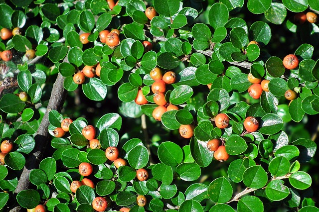 How to propagate Hedge Cotoneaster cotoneaster lucidus