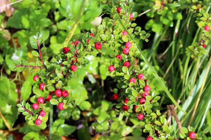 How to propagate Hedge Cotoneaster cotoneaster lucidus