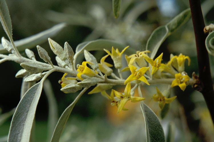 How to propagate Russian-Olive-Elaeagnus-angustifolia-Zone-2-plants