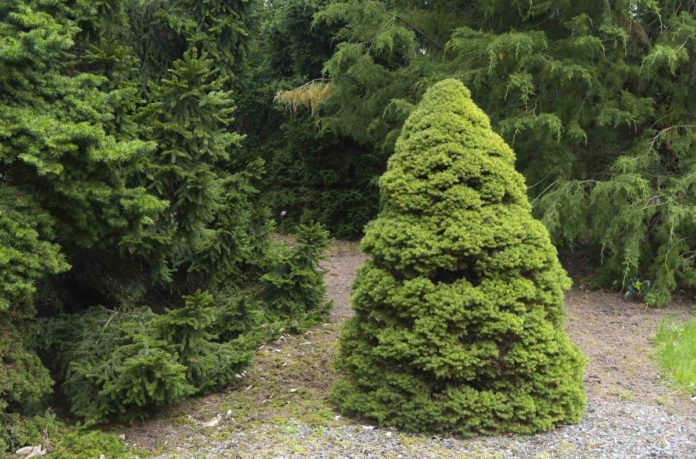 How to propagate dwarf alberta spruce picea glauca conica