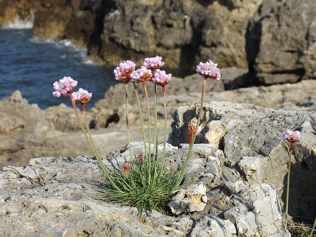 How to propagate sea thrift amernia maritima 2