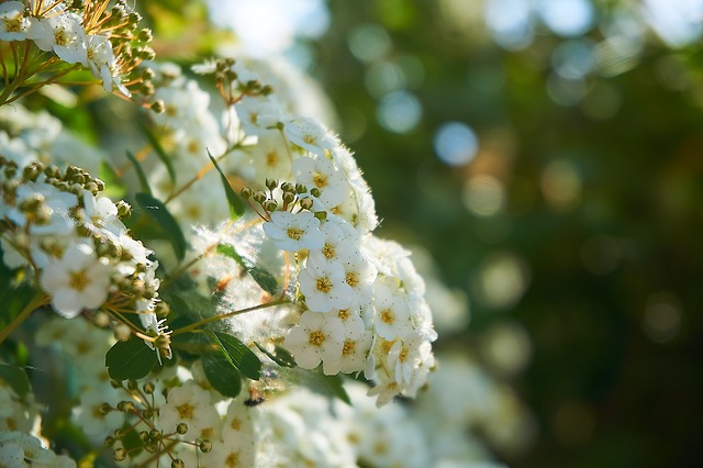 How to propagate three lobe spirea spiraea trilobata