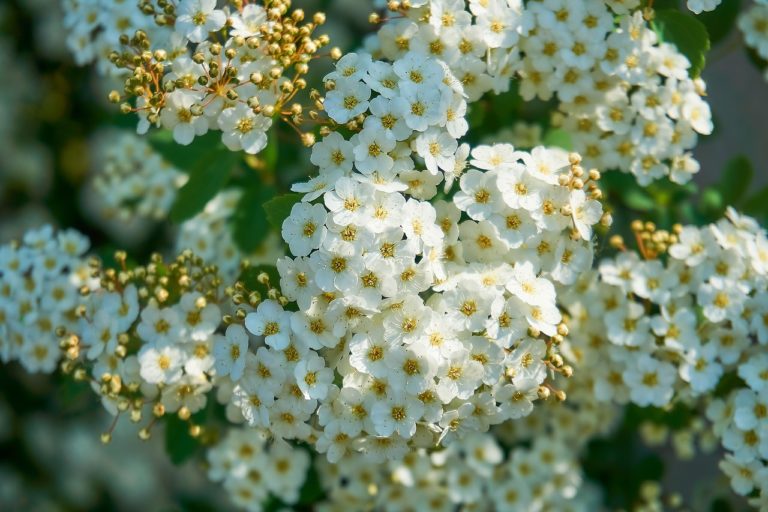 How to propagate three lobed spirea spiraea trilobata