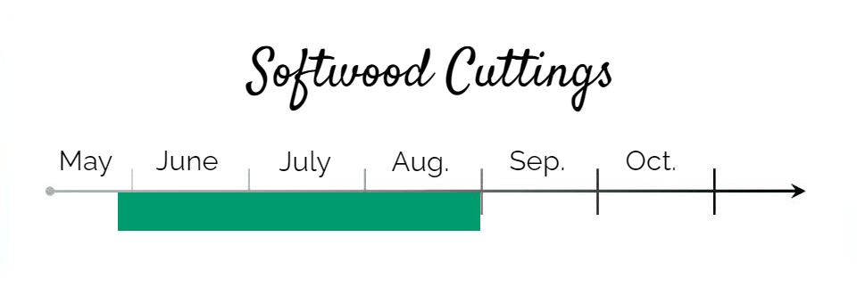 Softwood-Cuttings