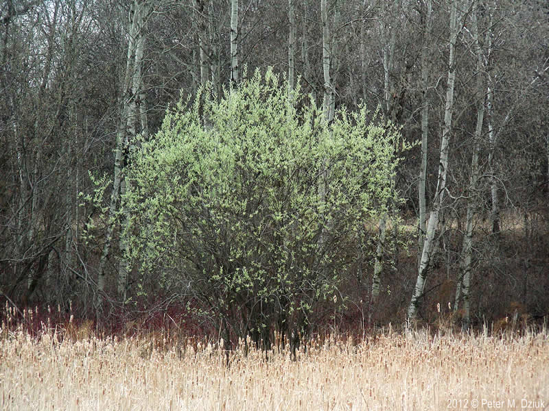 how to propagate Pussy Willow - Salix Discolor