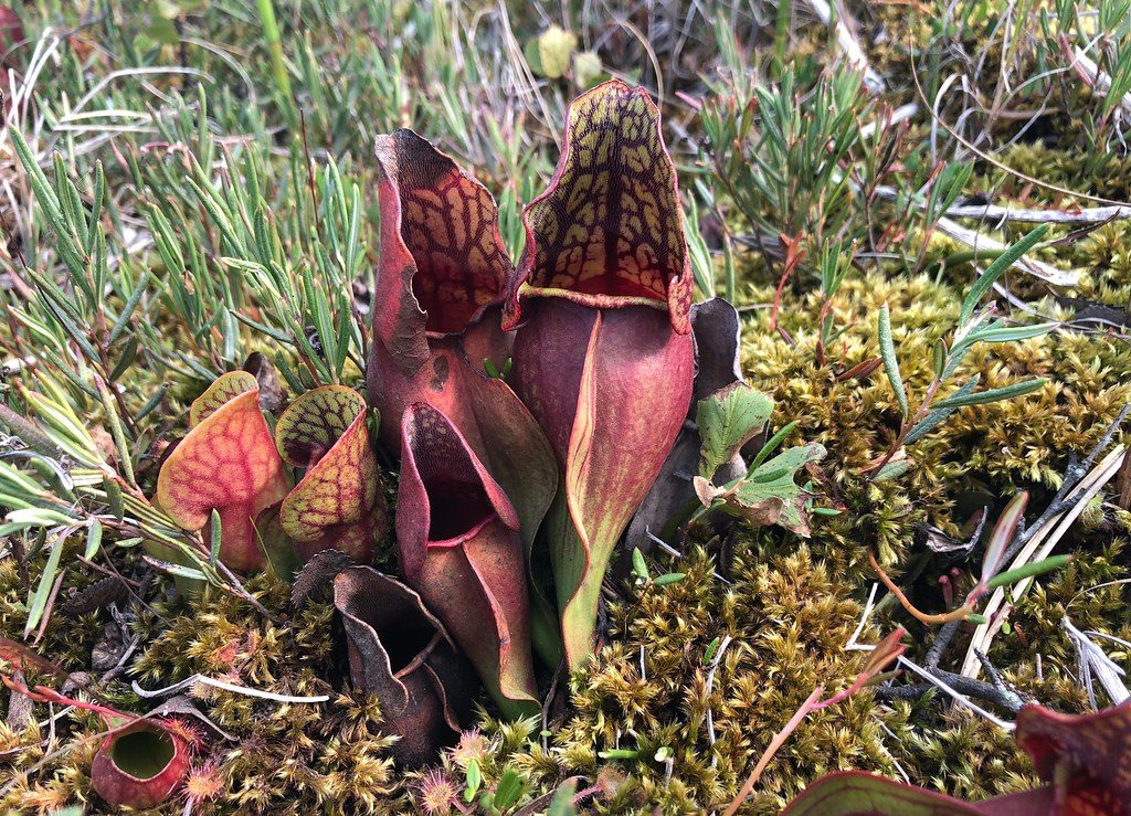 how to propagate pitcher plant Sarracenia Purpurea 1
