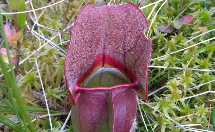 How To Propagate Pitcher Plants
