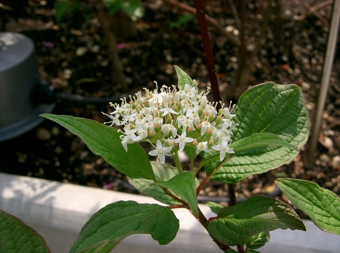 how to propagate siberian dogwood Cornus-Alba-Sibirica (2)