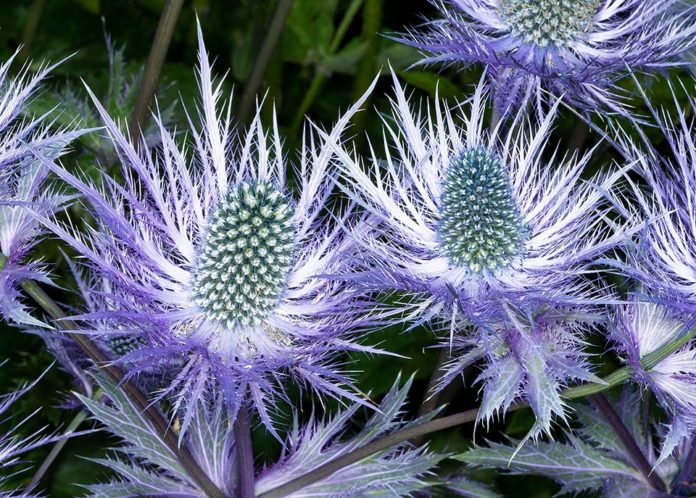 How to propagate Alpine sea holly eryngium alpinum