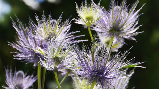 How to propagate Alpine sea holly eryngium alpinum