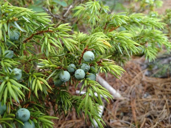 Common Juniper - Juniperis Communis