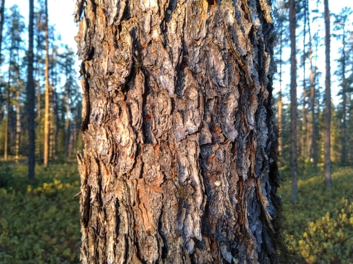 Jackpine-Pinus-banksiana-bark