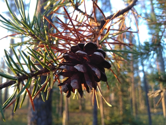 How to Propagate Jackpine (Pinus banksiana)