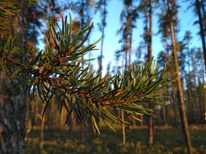 Jackpine-Pinus-banksiana-needles