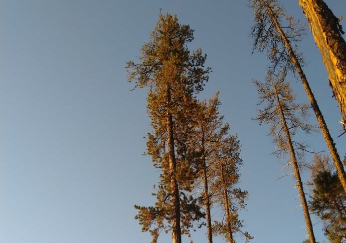 Jackpine Pinus banksiana tree