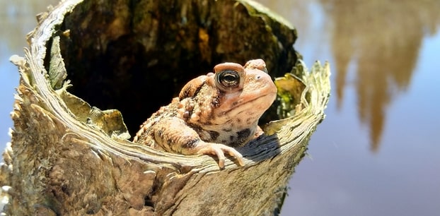 American Toad (Bufo americana) Eastern Canadian Boreal Forest