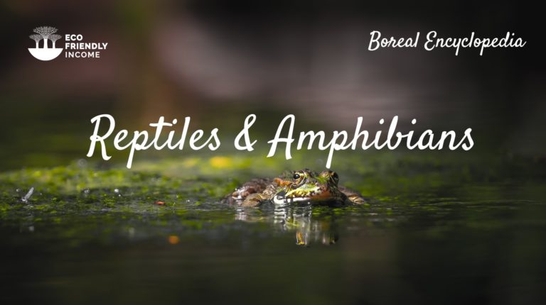 Boreal Forest Reptiles & Amphibians: The Boreal Encyclopedia