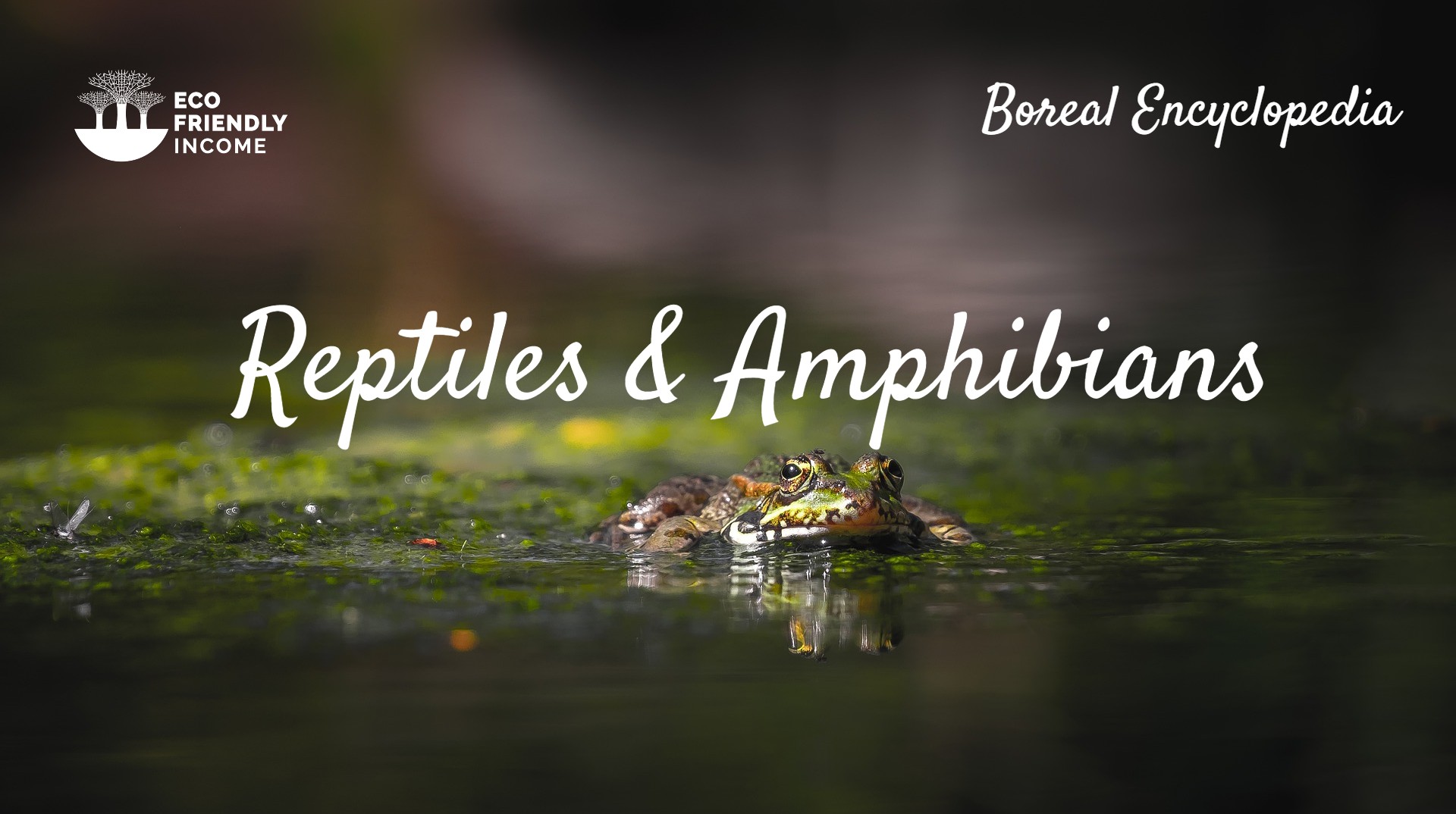 Boreal Encyclopedia Reptiles & Amphibians (2)