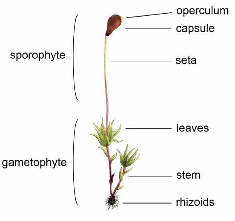 Boreal-Forest-Moss-Identification-by-Sporophyte