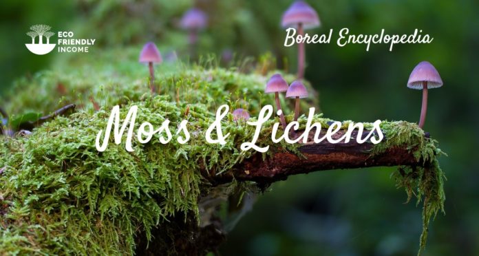 Boreal Forest Moss & Lichens (2)
