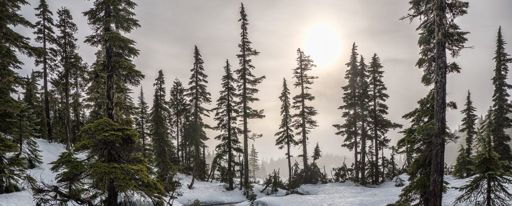 Boreal Forest Winter Black Spruce