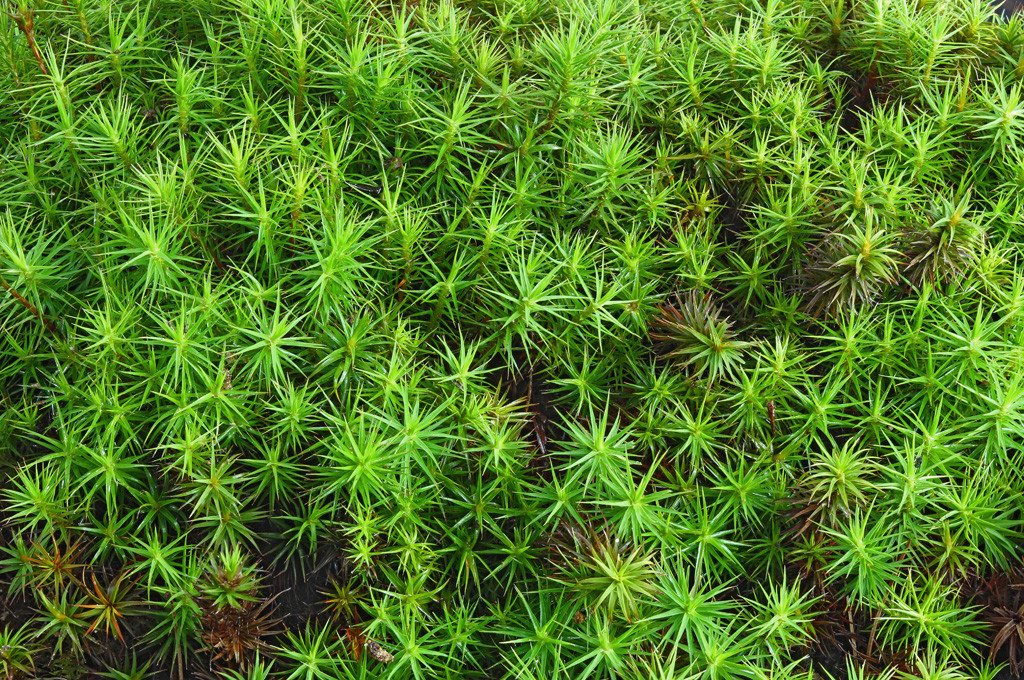Common-hair-cap-Polytrichum-commune-Boreal-Forest-Mosses-3