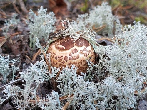 How to Identify Eastern Matsutake (Tricholoma magnivelare)