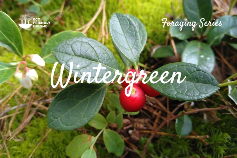 How to Identify Wintergreen (Gaultheria Procumbens)