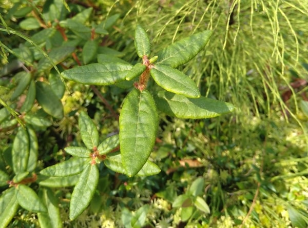 How to Identify Labrador Tea Rhododendron groenlandicum 5