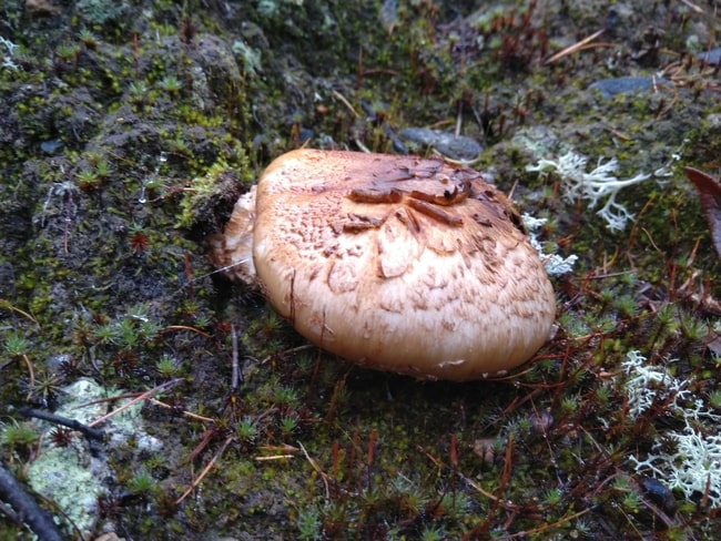 How to Identify Matsutake Mushroom 2