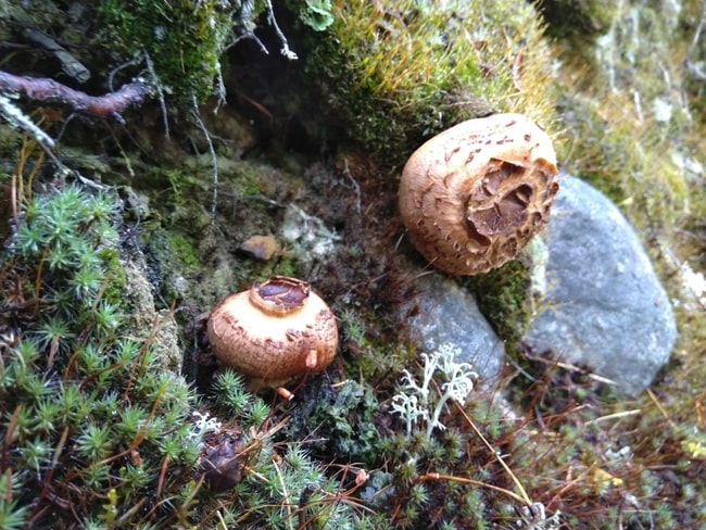 How to Identify Matsutake Mushrooms 4