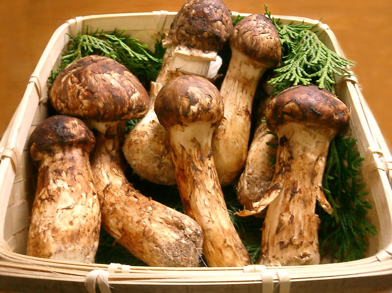 How to Identify Matsutake Mushrooms 5