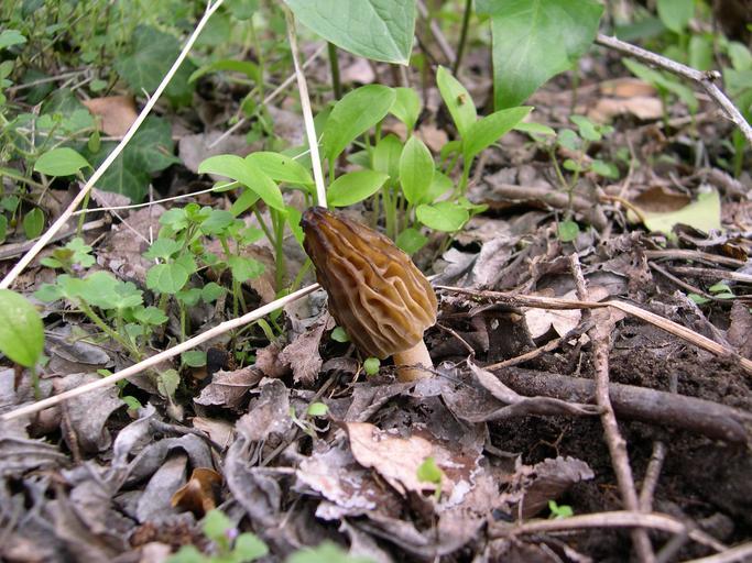 How to Identify Morel Mushroom