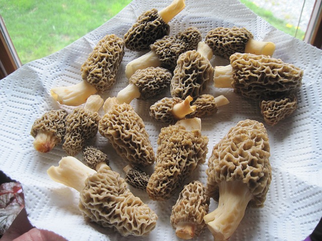 How to Identify Morel Mushrooms