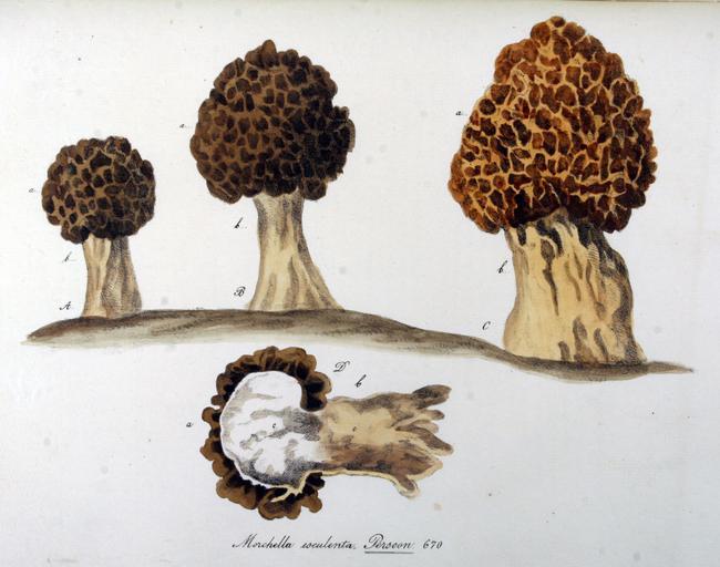 How to Identify Morel Mushrooms (3)