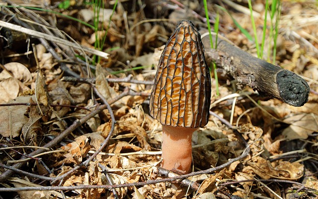 How to Identify Morel Mushrooms