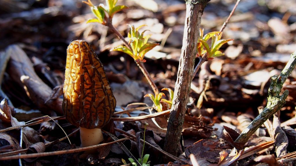 How to Identify Morel Mushrooms