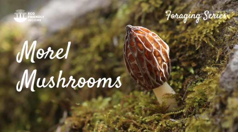How to Identify Morel Mushrooms