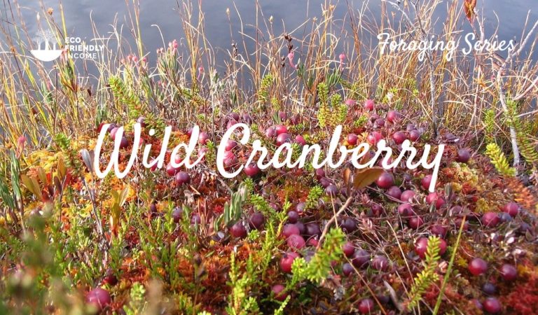 How to Identify Wild Cranberry vaccinium oxycocos