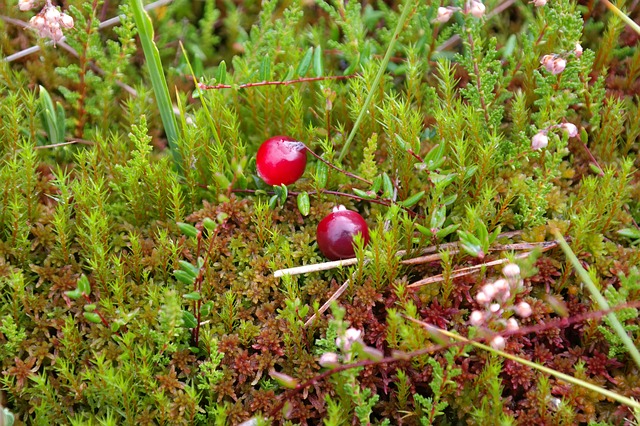 How-to-Identify-Wild-Cranberry-vaccinium-oxycocos-1