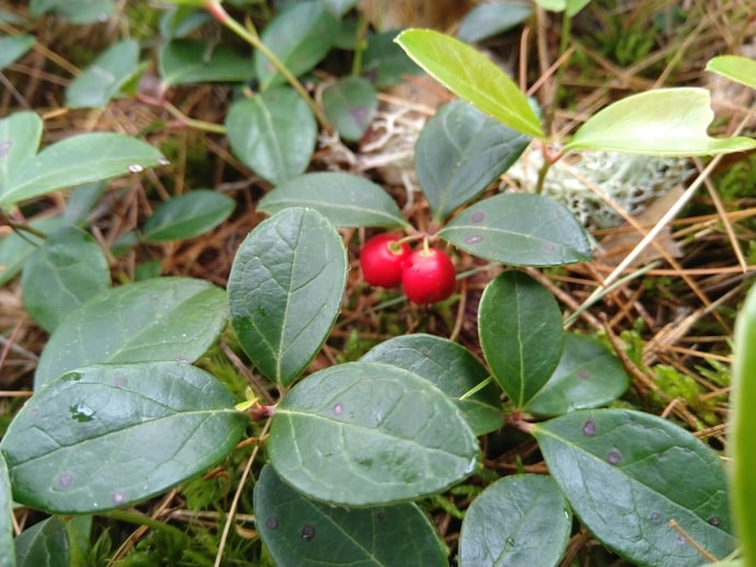https://www.ecofriendlyincome.com/blog/how-to-identify-wild-cranberry?swcfpc=1