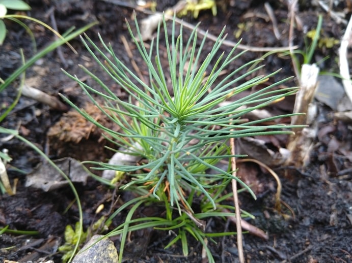 How-to-Propagate-Jackpine-Pinus-banksiana