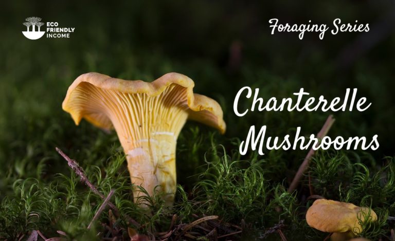 How to identify Chanterelle Mushrooms