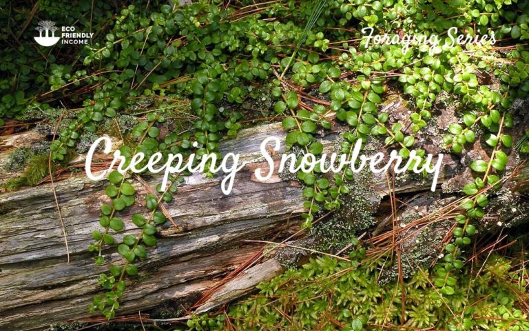 How to identify creeping snowberry
