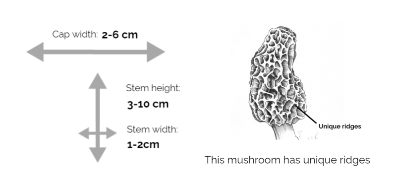 Morel Mushroom Identification Chart
