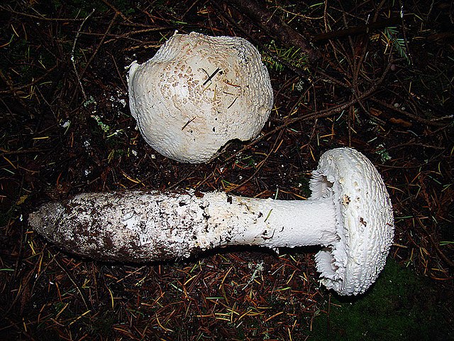 Smiths-Amanita-Amanita_smithiana-Matsutake-Lookalikes-2