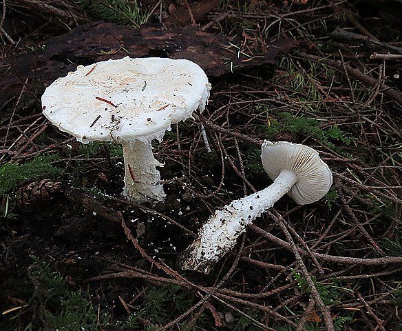 Smiths-Amanita-Amanita_smithiana-Matsutake-Lookalikes