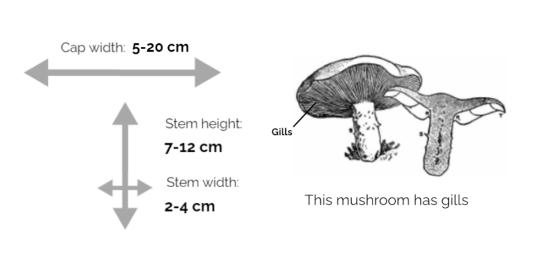 Tricholoma-Magnivelare-Matsutake-Information-Chart-